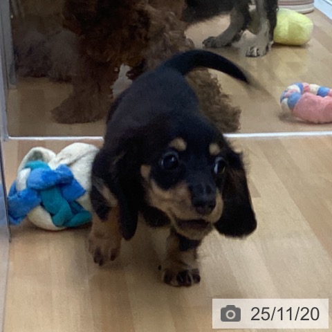 ミニチュア・ダックスフンドの写真