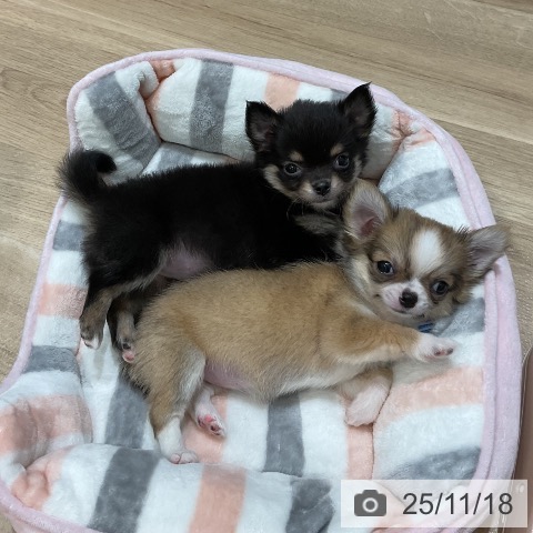 福岡県のチワワ(ロング) (ペットプラス 香椎浜店/2025年9月18日生まれ/女の子/ブラックタンホワイト)の子犬の4枚目の画像