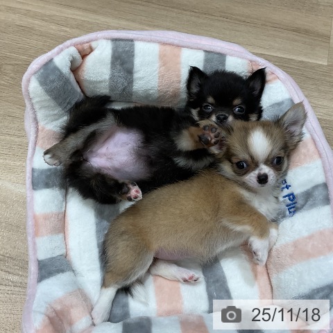 熊本県のチワワ(ロング) (ペットプラス 熊本店/2025年9月18日生まれ/女の子/フォーンホワイト)の子犬の4枚目の画像