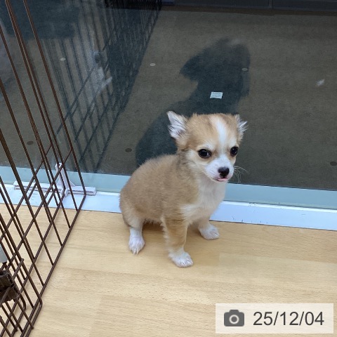 福岡県のチワワ(ロング) (ペットプラス MARK IS 福岡ももち店/2025年9月18日生まれ/女の子/フォーンホワイト)の子犬の3枚目の画像