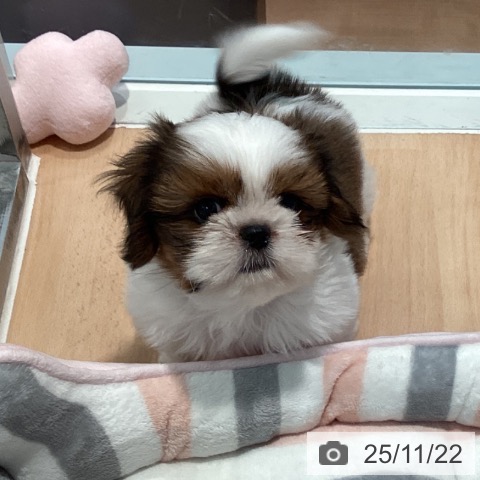 シー・ズーの写真