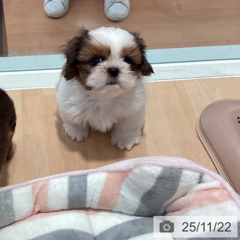 シー・ズーの写真