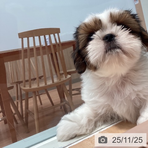 シー・ズーの写真