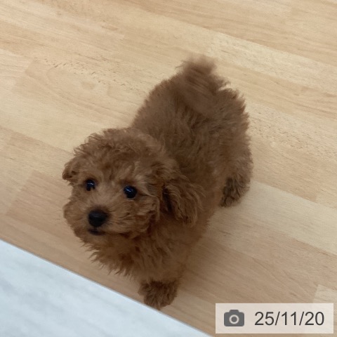 トイ・プードルの写真