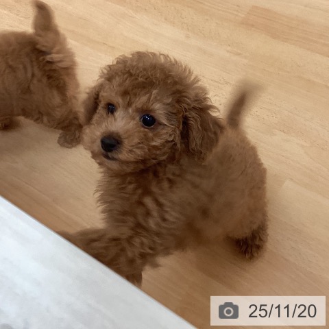 トイ・プードルの写真