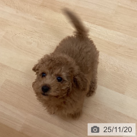 トイ・プードルの写真