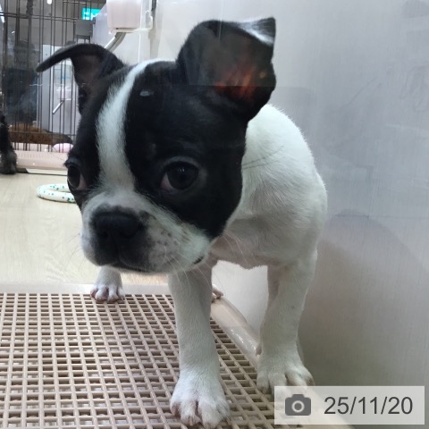 ボストン・テリアの写真