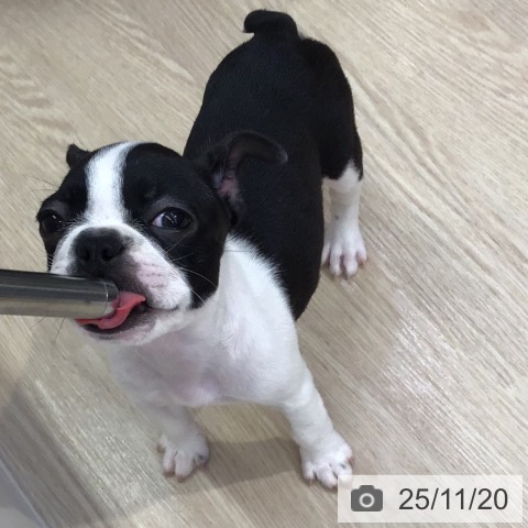 ボストン・テリアの写真