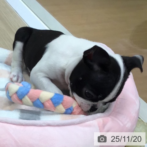 ボストン・テリアの写真