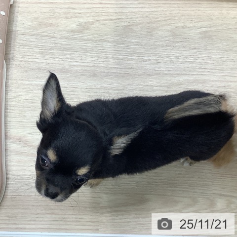 長崎県のチワワ(ロング) (ペットプラス 長崎店/2025年9月18日生まれ/女の子/ブラックタンホワイト)の子犬の3枚目の画像