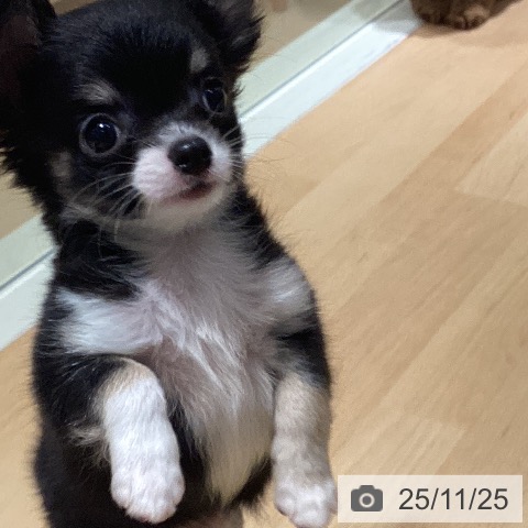 鹿児島県のチワワ(ロング) (ペットプラス 姶良店/2025年9月18日生まれ/男の子/ブラックタンホワイト)の子犬の4枚目の画像