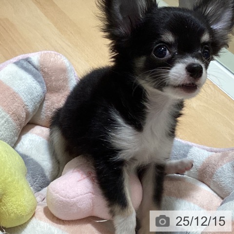 鹿児島県のチワワ(ロング) (ペットプラス 姶良店/2025年9月18日生まれ/男の子/ブラックタンホワイト)の子犬の4枚目の画像