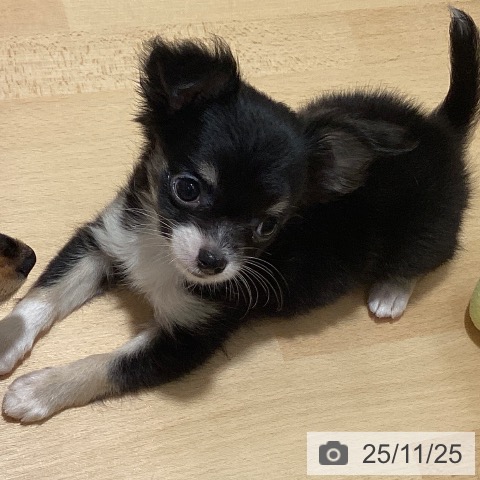 鹿児島県のチワワ(ロング) (ペットプラス 姶良店/2025年9月18日生まれ/男の子/ブラックタンホワイト)の子犬の3枚目の画像