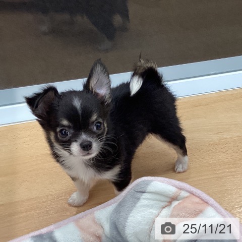 熊本県のチワワ(ロング) (ペットプラス 熊本店/2025年9月18日生まれ/女の子/ブラックタンホワイト)の子犬の4枚目の画像
