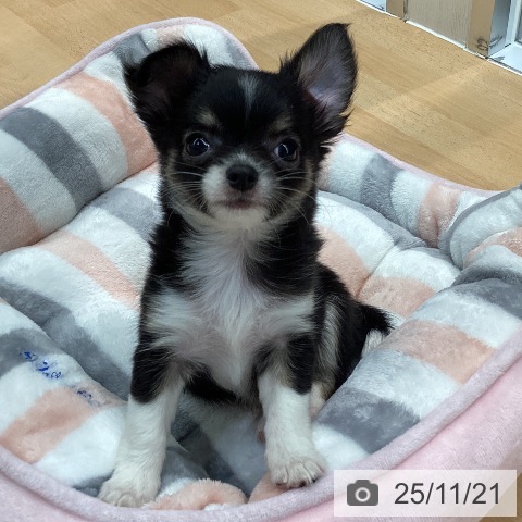 熊本県のチワワ(ロング) (ペットプラス 熊本店/2025年9月18日生まれ/女の子/ブラックタンホワイト)の子犬の3枚目の画像