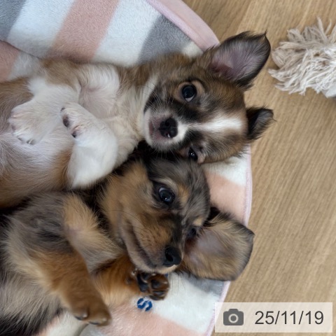 福岡県のチワワ(ロング) (ペットプラス ららぽーと福岡店/2025年9月18日生まれ/女の子/フォーンホワイト)の子犬の4枚目の画像