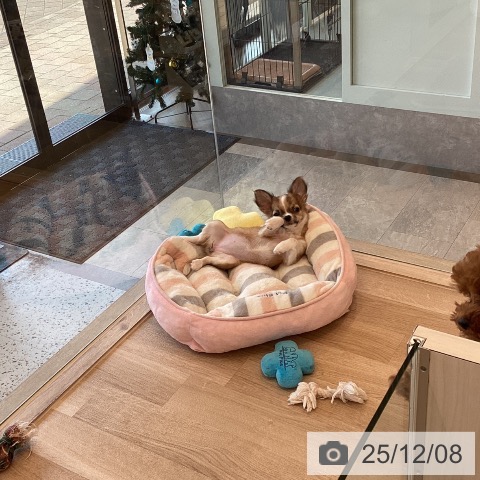 福岡県のチワワ(ロング) (ペットプラス ららぽーと福岡店/2025年9月18日生まれ/女の子/フォーンホワイト)の子犬の3枚目の画像