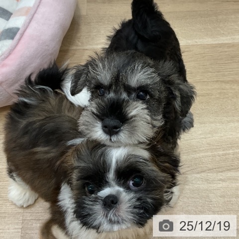 福岡県のシーズー (ペットプラス 香椎浜店/2025年9月18日生まれ/男の子/ゴールドホワイト)の子犬の4枚目の画像