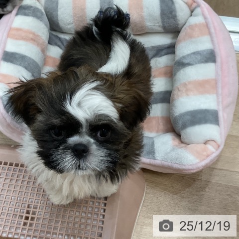 福岡県のシーズー (ペットプラス 香椎浜店/2025年9月18日生まれ/男の子/ゴールドホワイト)の子犬の3枚目の画像