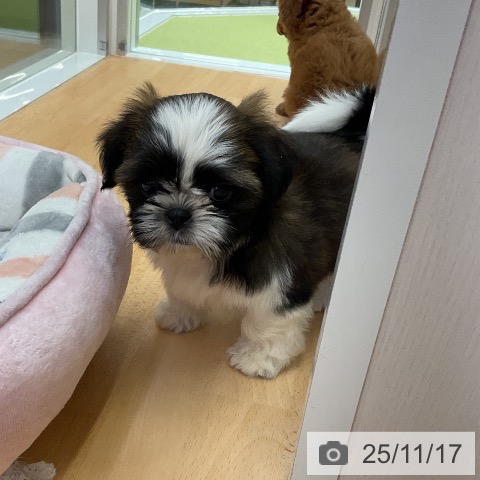 シー・ズーの写真