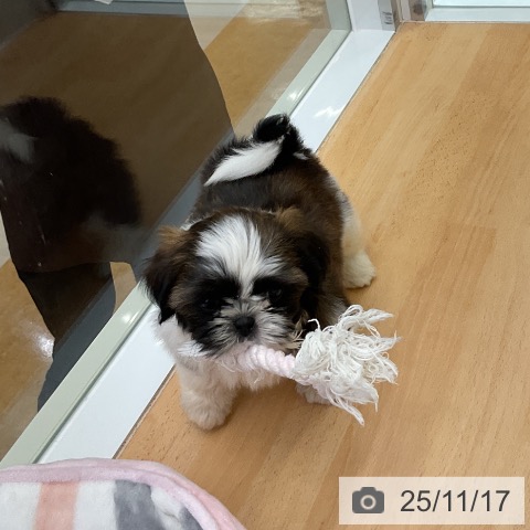 シー・ズーの写真