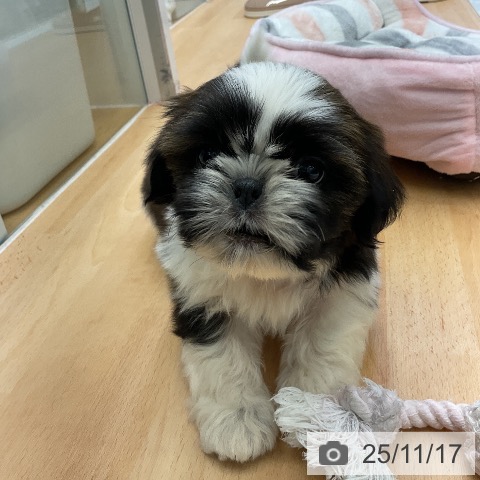 シー・ズーの写真