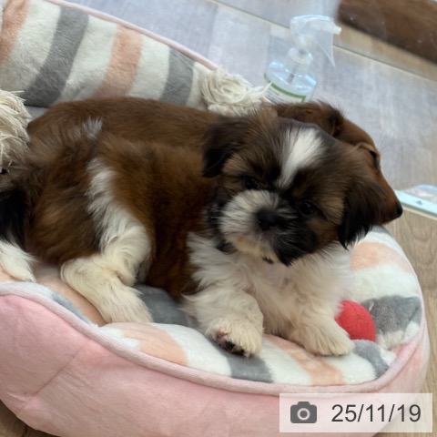 シー・ズーの写真