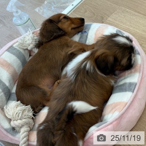 福岡県のシーズー (ペットプラス ららぽーと福岡店/2025年9月18日生まれ/女の子/ゴールドホワイト)の子犬の4枚目の画像