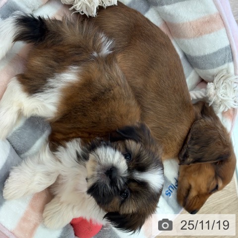 福岡県のシーズー (ペットプラス ららぽーと福岡店/2025年9月18日生まれ/女の子/ゴールドホワイト)の子犬の3枚目の画像