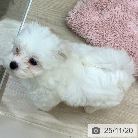 福岡県のマルチーズ (ペットプラス ららぽーと福岡店/2025年9月18日生まれ/男の子/ホワイト)の子犬の4枚目の画像