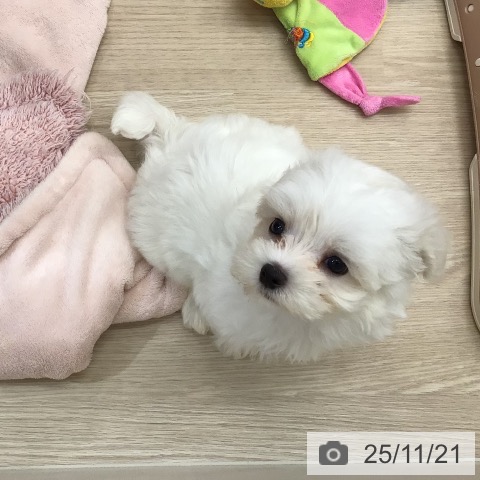 福岡県のマルチーズ (ペットプラス ららぽーと福岡店/2025年9月18日生まれ/男の子/ホワイト)の子犬の3枚目の画像