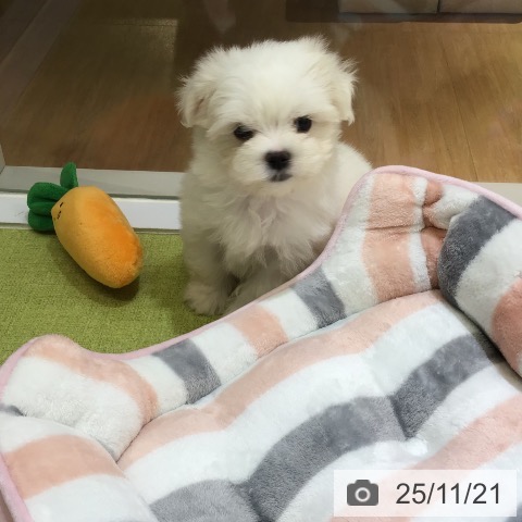 マルチーズの写真