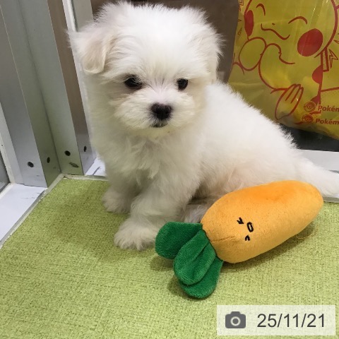 マルチーズの写真