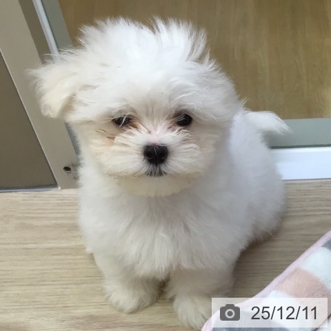 沖縄県のマルチーズ (ペットプラス 沖縄ライカム店/2025年9月18日生まれ/男の子/ホワイト)の子犬の3枚目の画像