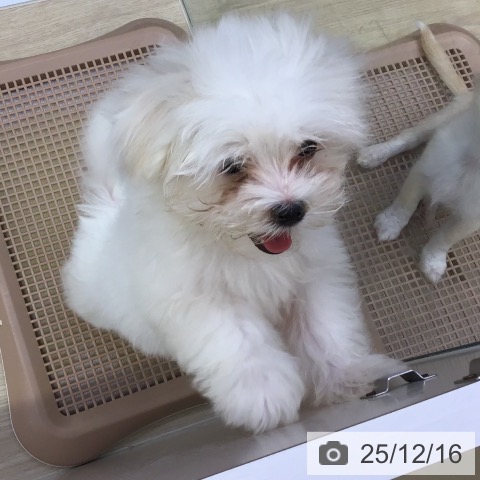 沖縄県のマルチーズ (ペットプラス 沖縄ライカム店/2025年9月18日生まれ/男の子/ホワイト)の子犬の3枚目の画像