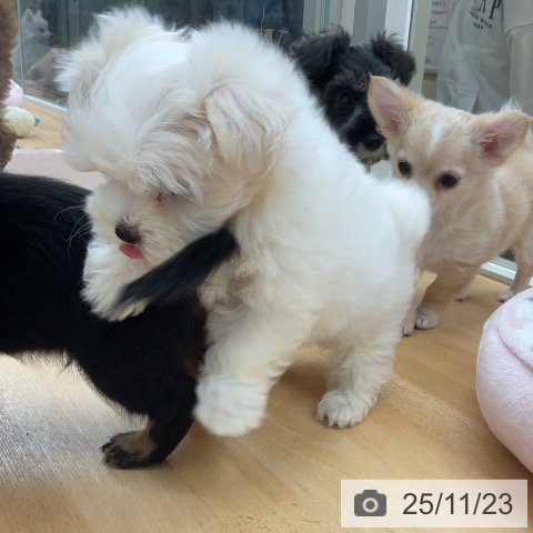 マルチーズの写真