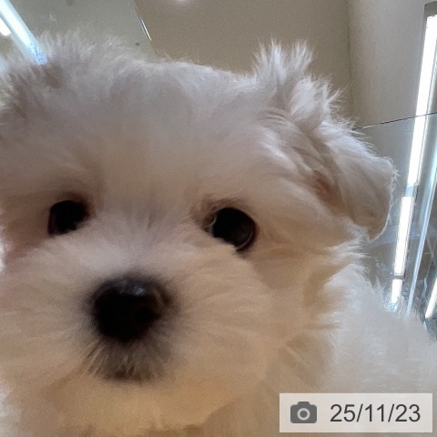 マルチーズの写真