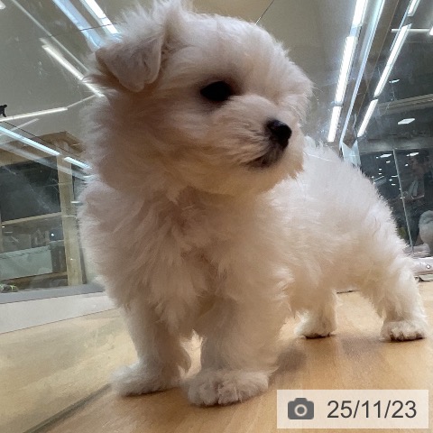 マルチーズの写真