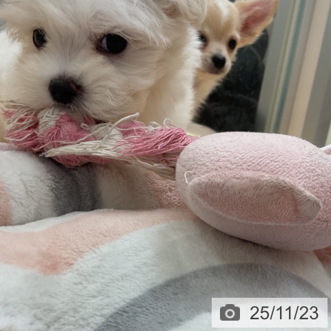 マルチーズの写真