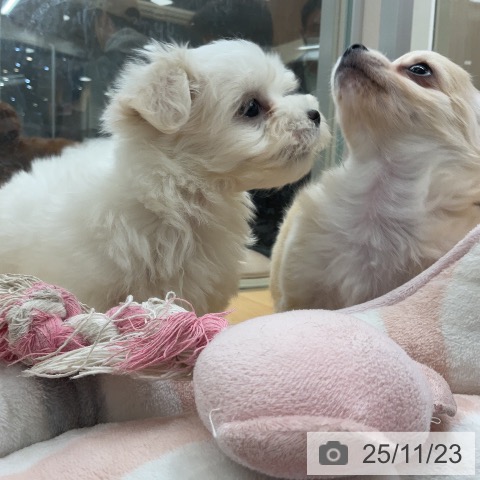 マルチーズの写真