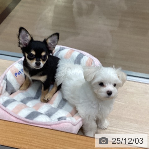 千葉県のマルチーズ (ペットプラス 柏店/2025年9月18日生まれ/女の子/ホワイト)の子犬の4枚目の画像
