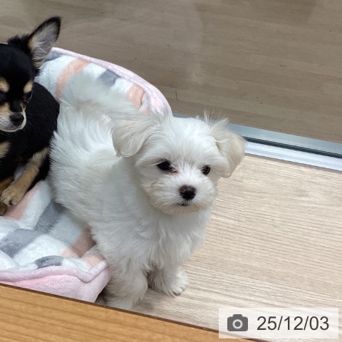 千葉県のマルチーズ (ペットプラス 柏店/2025年9月18日生まれ/女の子/ホワイト)の子犬の3枚目の画像