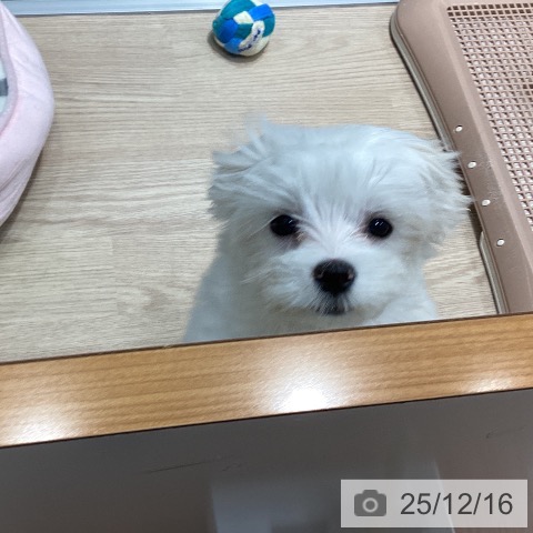 千葉県のマルチーズ (ペットプラス 柏店/2025年9月18日生まれ/女の子/ホワイト)の子犬の3枚目の画像