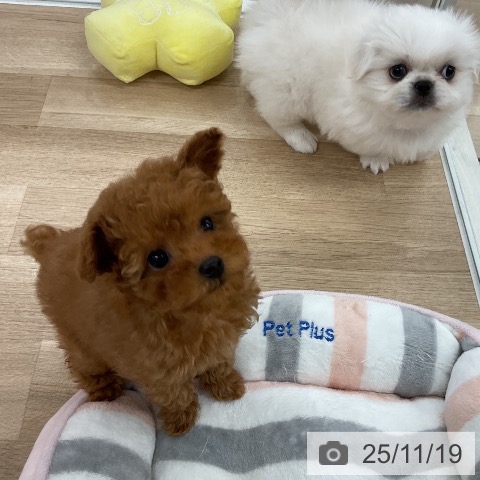 福岡県のトイプードル(トイ) (ペットプラス 八幡東店/2025年9月18日生まれ/男の子/レッド)の子犬の4枚目の画像