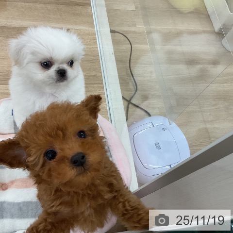 福岡県のトイプードル(トイ) (ペットプラス 八幡東店/2025年9月18日生まれ/男の子/レッド)の子犬の3枚目の画像