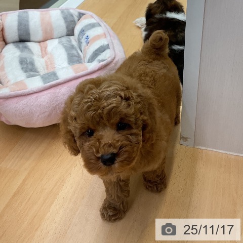 トイ・プードルの写真