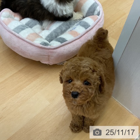 トイ・プードルの写真