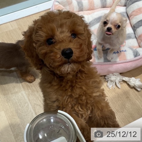 福岡県のトイプードル(トイ) (ペットプラス 小倉南店/2025年9月17日生まれ/女の子/レッド)の子犬の4枚目の画像