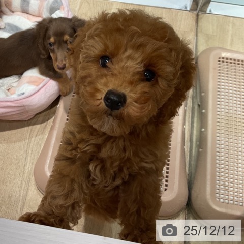 福岡県のトイプードル(トイ) (ペットプラス 小倉南店/2025年9月17日生まれ/女の子/レッド)の子犬の3枚目の画像