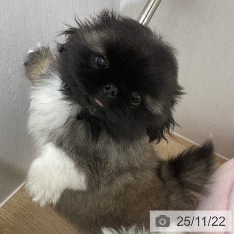 ペキニーズの写真